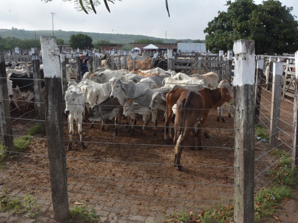 Complexo Matadouro Campo do Gado Novo terá gestão privada